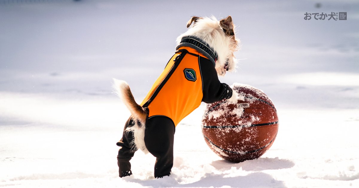 おでか犬 Dec On Twitter Let S おでか犬 明日から3連休が始まりますね 連休初日 関東の広範囲に 予報 この時期らしい寒さが続きそうなので くれぐれも体調にはご注意ください おでか犬 ドッグイベントクラブ 愛犬 雪遊び 雪だるま作ろう この