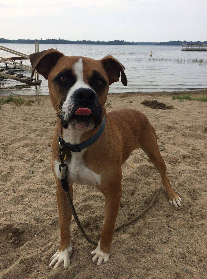 life_boxer's tweet photo. A Beautiful Story about an Amazing Minnesota Boy Looking for his forever home! https://t.co/0zjx2alIB1 @boxerbond @Boxers_Buddies @OwnedByaBoxer @BoxerWorld @BoxerDogUnion @flaboxerrescue @HavenBoxer #BoxerHavenRescue @savetheboxers @mustluvboxers @Adopt_A_Boxer #BoxerMom https://t.co/S5fMdGJOZJ