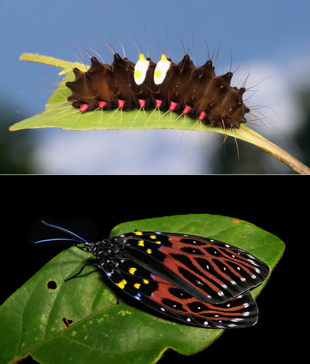  #METAMORPHOSIS - Chalcosiine Day-flying  #Moth (Amesia sanguiflua, Chalcosiinae, Zygaenidae) https://flic.kr/p/2dfG8fn  #insect  #China  #Yunnan  #Lepidoptera  #entomology