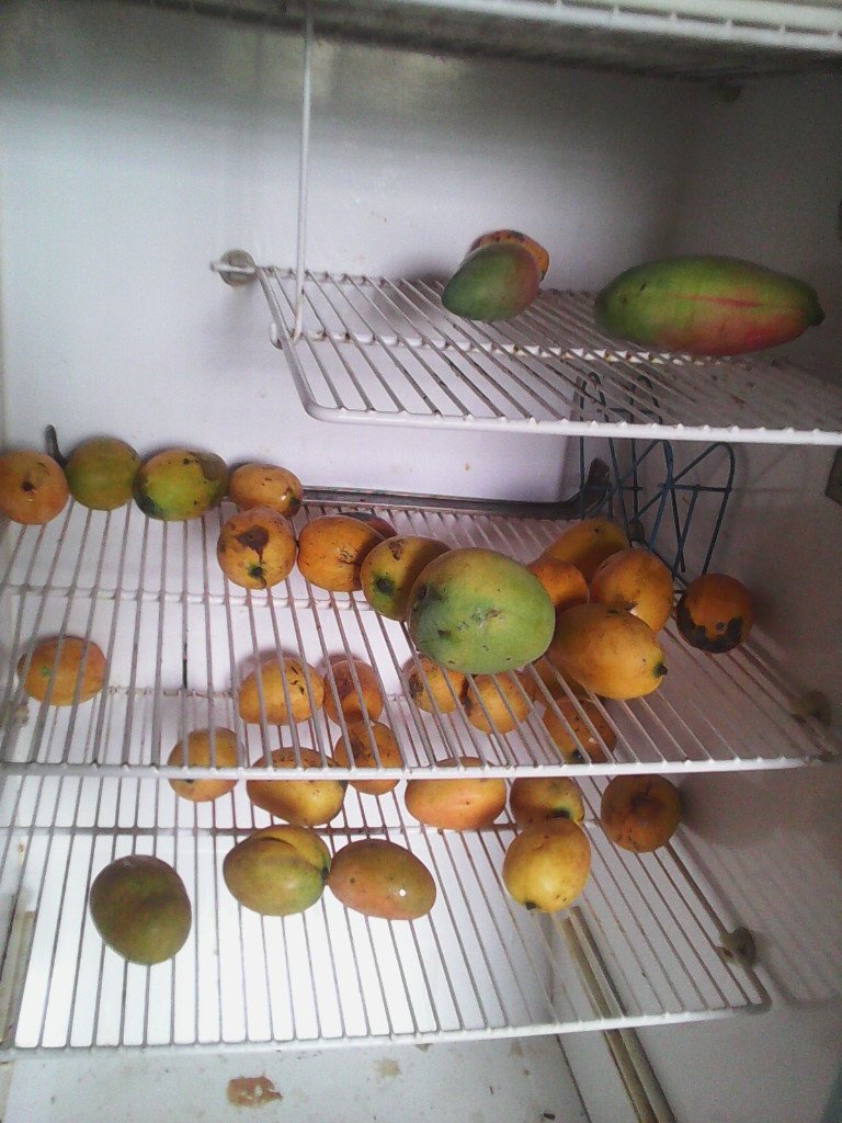 Fridge full of mangoes