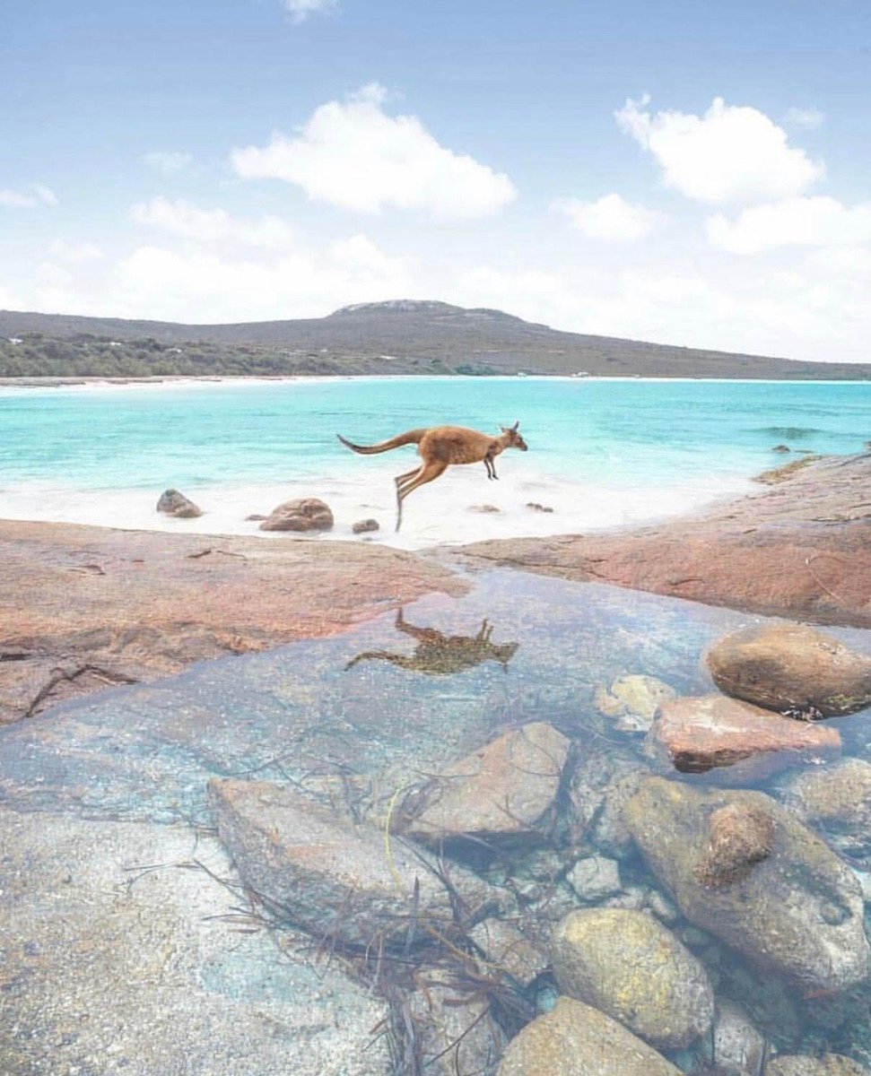 migrantninja's tweet photo. A Kangaroo on the beach - Does it get anymore Australian than this?

What are your favourite things that have enticed you to migrate to Australia?

📍Lucky Bay, Western Australia
#masteryourmove #migrantninja

https://t.co/UHQl4BNKyk https://t.co/7TZk4iNxSu