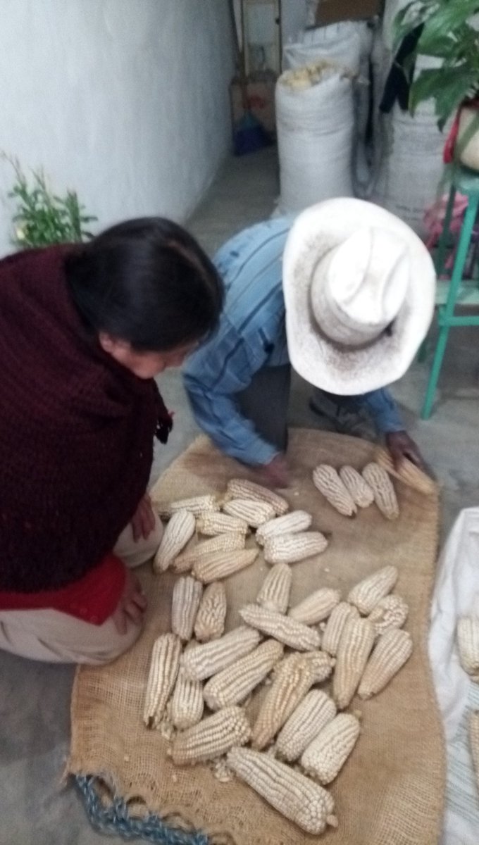 BeVaLi6's tweet photo. #PROAGROCapacita Preparando insumos para el ciclo PV 2019. Semilla de maíz criollo obtenido de selección masal. Jalapasco el Grande, Aljojuca, Pue. @vmva1950 @victor_suarez @bramaccimmyt @tcasaya @KarlaVeronicaRM @fabriciogar63 @LideresProagro @sevillaaraul #CIMMYTporMexico https://t.co/WGeTOBd5dJ