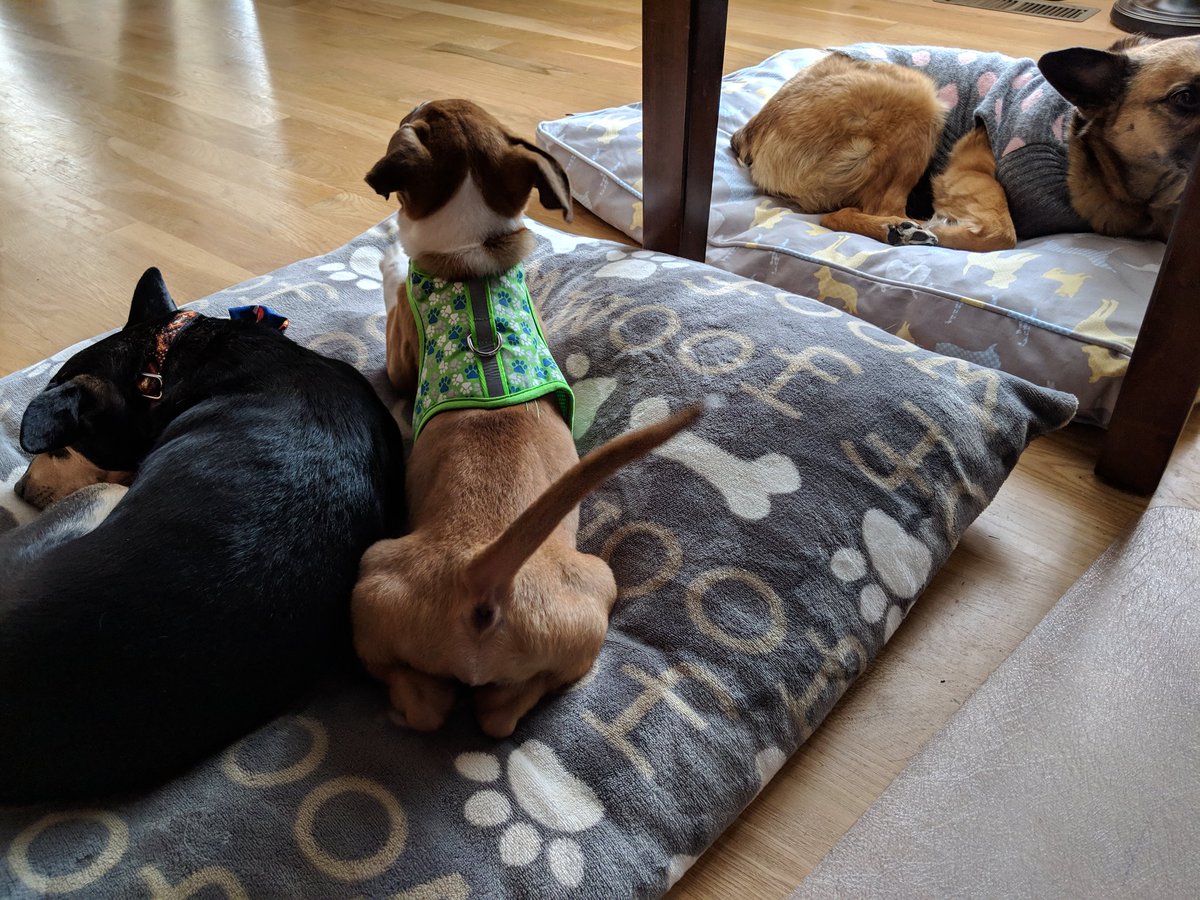 LarkspurPoppy's tweet photo. Gotta keep an eye on these 2 boys...

#girlsrule #separatebeds #needspace https://t.co/KmVzl0eNDG