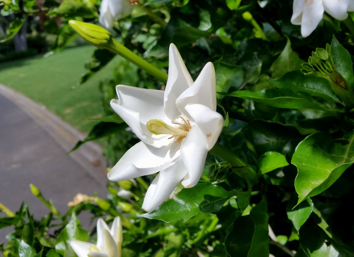StuartWilliams_'s tweet photo. Forest gardenia (Gardenia thunbergia) from South Africa, flowering at  Royal Botanic Gardens Melbourne #Rubiaceae https://t.co/zQo5YiRmpw