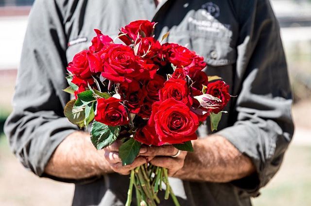 Fresh roses from our garden, in preparation for our Valentine's Day dinner next week. 🌹 With a five course menu designed to share, and a drink on arrival, there's no better way to celebrate with your loved one (or even some friends). Bookings are sti… bit.ly/2tkdw6V