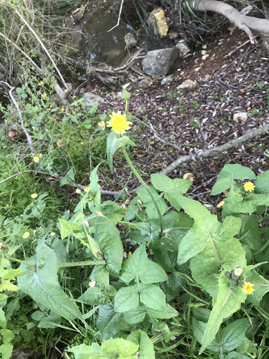 方舟子on Twitter 苦菜花 即苦苣菜的花 来自欧洲的入侵物种 别的地方一般五 六月开花 在加州全年都开花 英语称它 母猪蓟 因为猪喜欢吃 方舟子on Twitter 苦菜花 即苦苣菜的花 来自欧洲的入侵物种 别的地方一般五 六月开花 在加州全年都开花 英语称它 母猪蓟 因为猪喜欢吃