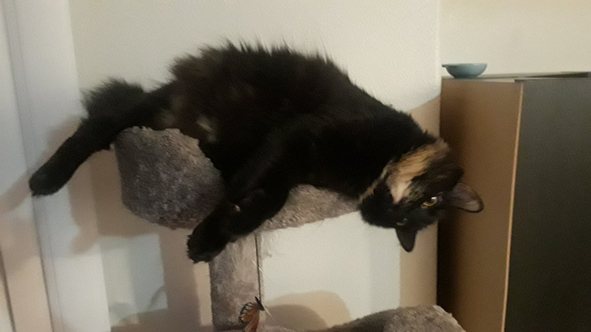 orionnmaple's tweet photo. JUST HANGING OUT.
#cats #CatsOfTwitter https://t.co/9t6GkWmA5W
