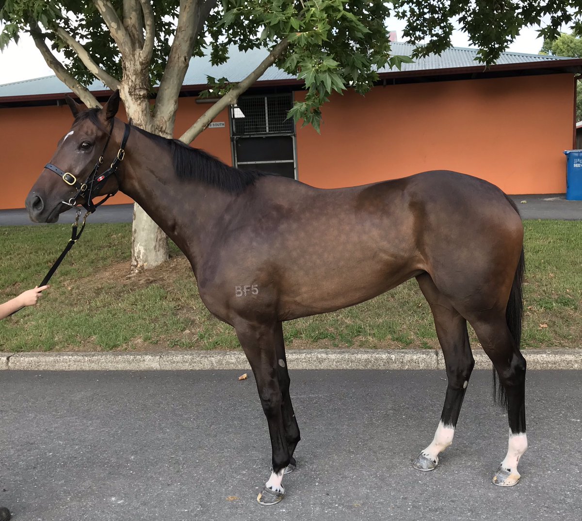 gary_racing's tweet photo. Two runner tonight at Canterbury racecourse.
Happy Every Day (pictured below) hoping to go one better than her 2nd place last start.
🤞🏻@atc_races https://t.co/531NjEN8vb