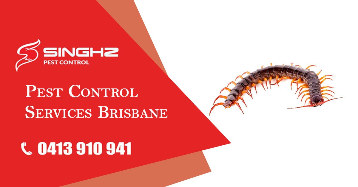 SingPestControl's tweet photo. Centipedes have poisonous jaws that they use to inject venom into their prey to kill them. If they are handled they may bite and it could cause some pain and swelling. 📞 0413 910 941 for Consultation.

https://t.co/5WYbmTGgAT #PestControl #PestRemoval #Brisbane https://t.co/s8lhMADcoN