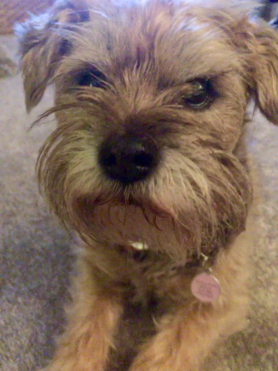 WendywooOgden's tweet image. We’re supporting #finnslawfriday #FinnsLaw #rubydog