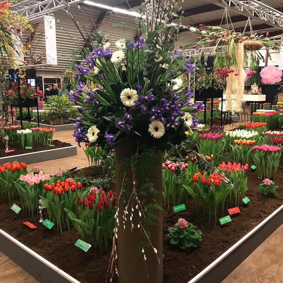 vws_flowerbulbs's tweet photo. We have visited the flower show Drieban Flora in Venhuizen. A lot of new tulip varieties where shown , but also the current assortment was present. Today was the first day, you can visit until Sunday the 10th of February. #driebanflora #flowershow #tulipshow https://t.co/enFT4b1ndq