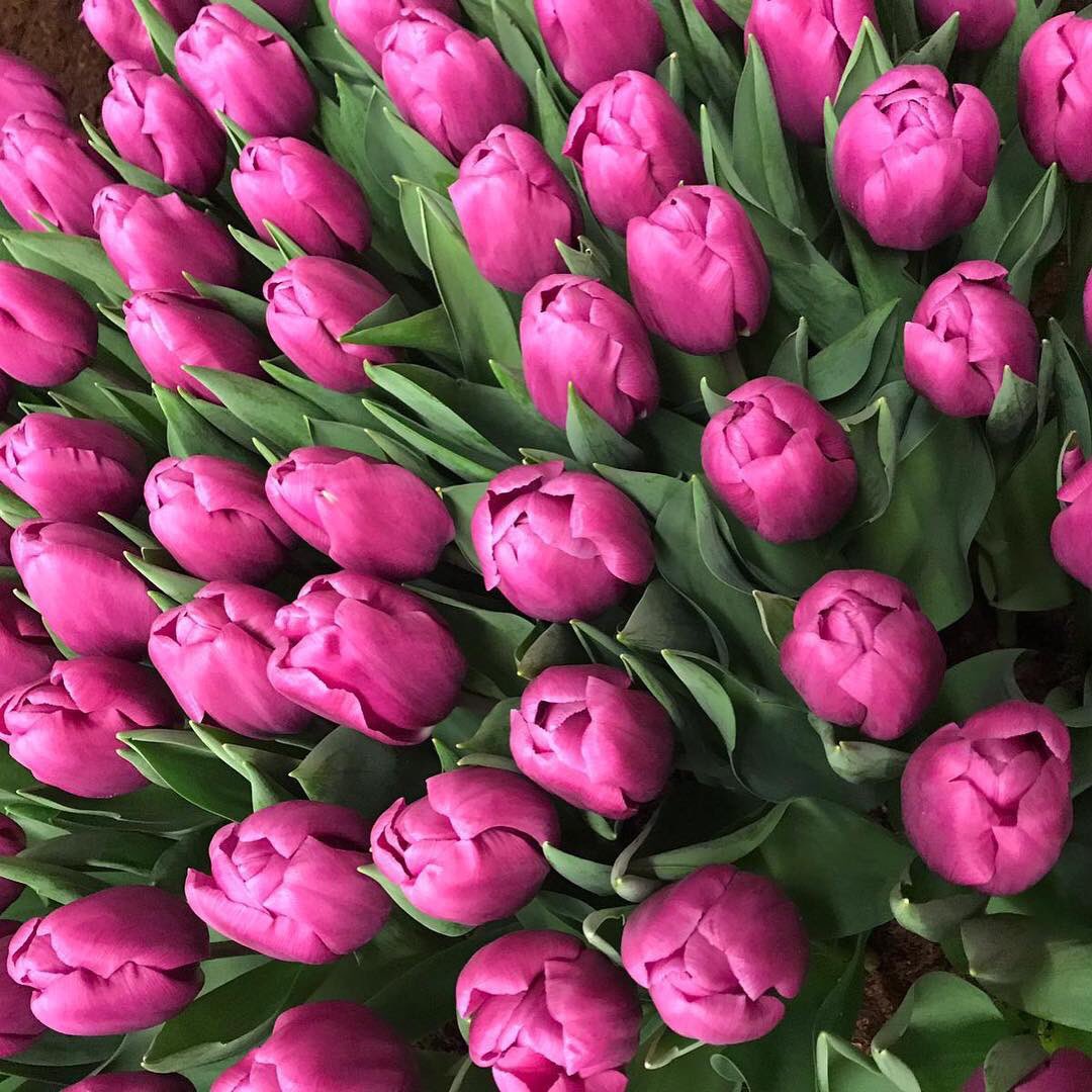 vws_flowerbulbs's tweet photo. We have visited the flower show Drieban Flora in Venhuizen. A lot of new tulip varieties where shown , but also the current assortment was present. Today was the first day, you can visit until Sunday the 10th of February. #driebanflora #flowershow #tulipshow https://t.co/enFT4b1ndq