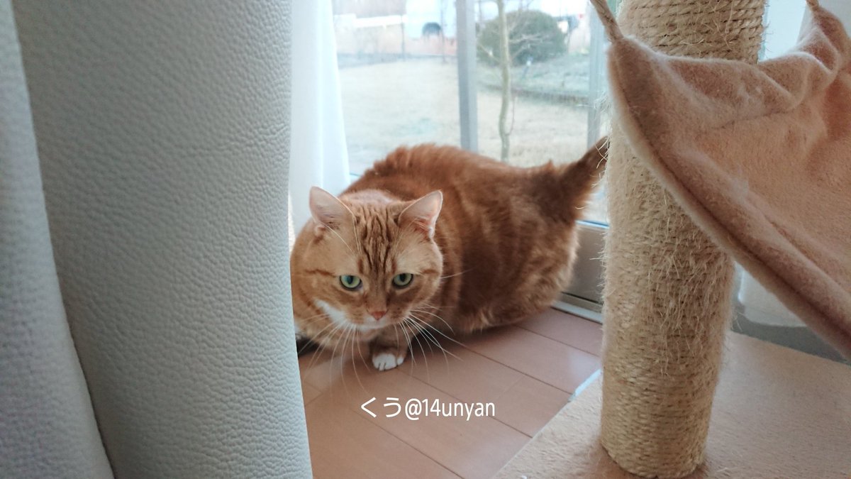 今朝もくう得意のお腹を床につけての爪とぎ（笑）をバリッバリッと元気いっぱいやってたのでこっそり撮ってたら見つかって文句言いに向かって来ました（笑）

#マンチカン　#くう
#地を這う爪とぎ