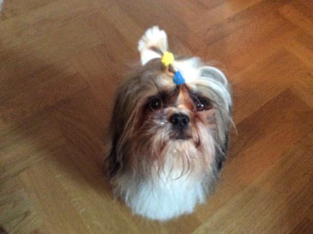 Alerte Animaux Perdu On Twitter Perdu Chien Marron