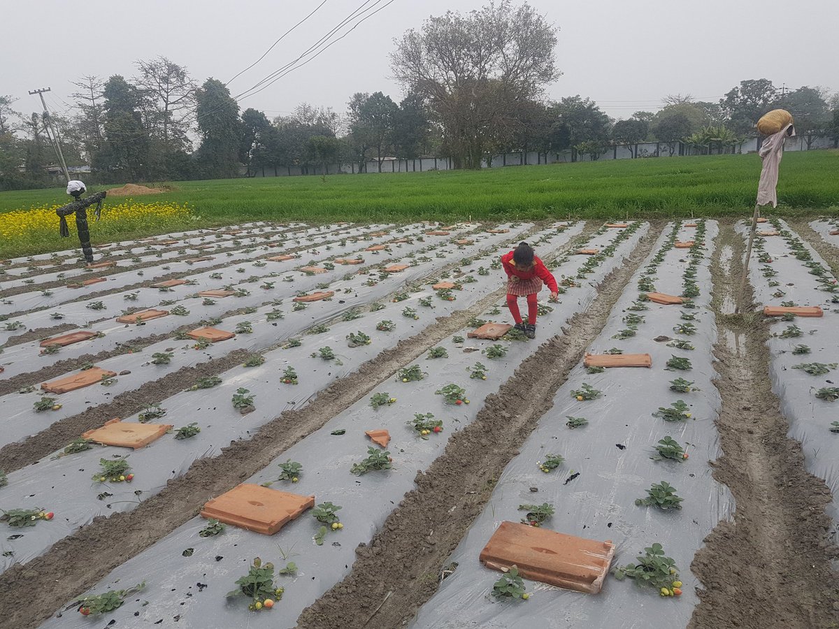 nildeoreIAS's tweet photo. Straightaway from school to farms for picking #straberries 

#childhood 
#innocence 
#organicfood 
#bettiah https://t.co/C4qwal4q9l