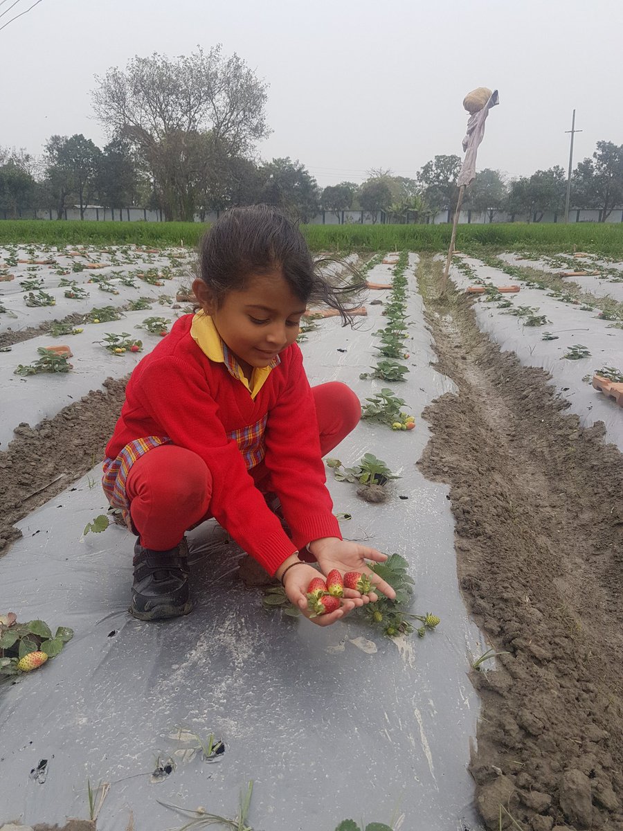 nildeoreIAS's tweet photo. Straightaway from school to farms for picking #straberries 

#childhood 
#innocence 
#organicfood 
#bettiah https://t.co/C4qwal4q9l
