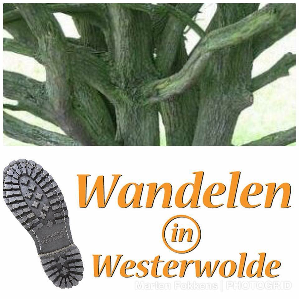 Schrijf je nu in voor het Westerwolde Wandelweekend. 
westerwolde.groningen.nl/wandelen/weste…