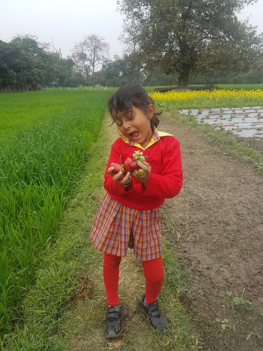 nildeoreIAS's tweet photo. Straightaway from school to farms for picking #straberries 

#childhood 
#innocence 
#organicfood 
#bettiah https://t.co/C4qwal4q9l