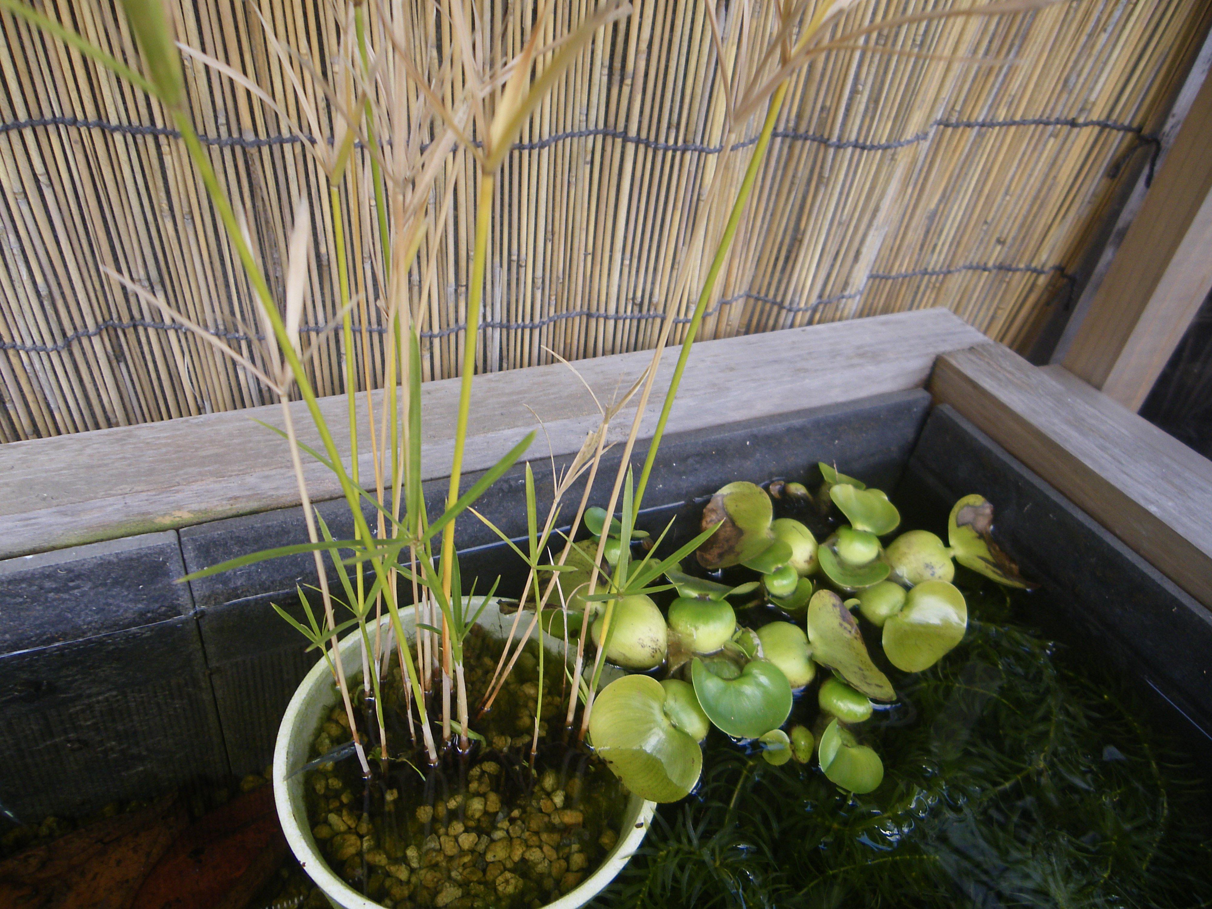 メダカの大工 メダカのビオトープの水草は 九州の福岡県では 屋外で越冬することができます ミニシペラスは短い新芽が増えたので 枯れているものを根元から切ります ホテイ草が枯れなかった冬は初めてです 少し処分しないと夏には増えすぎることが確実