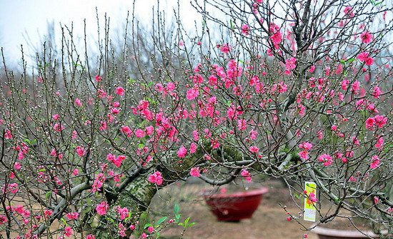 Peach flowers - the symbol of Vietnamese Tet holiday 🌸🌸🌸
Happy Lunar New Year! 
Vietnam!
#flowers #peach  #LunarNewYear  #Vietnam  #landscape  #beauty  #travel #Vietnamese #Vietnobletours