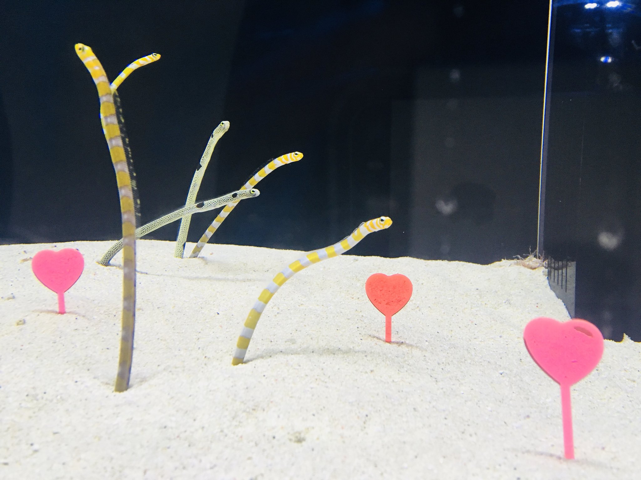 大阪 海遊館 現在の ぎゅぎゅっとキュート はバレンタイン仕様 チンアナゴとニシキアナゴとハート のコラボがお楽しみいただけます