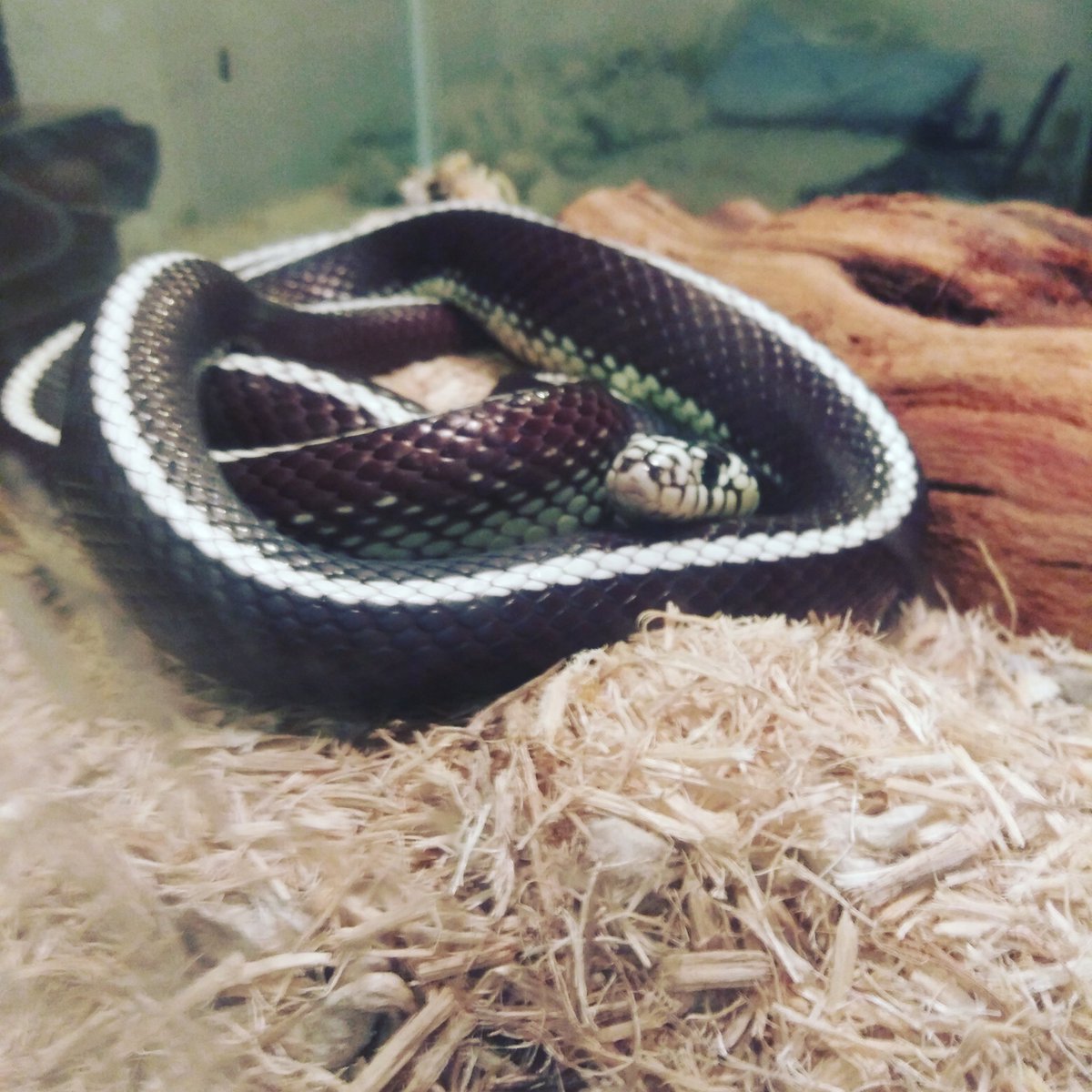 A rare time to be able to take a pic of my precious noodle Flower. She's my Cali kingsnake going on about 6 years old now. She's truely a sweetheart with handling and nature in general X3. #snakes #noodles #scalypets