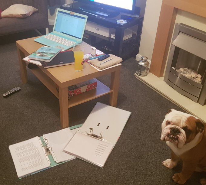 Coursework day today with my glamourous assistant 🤣🤣 🐕#collegelife#shouldapaidmoreattentionatschool https://t