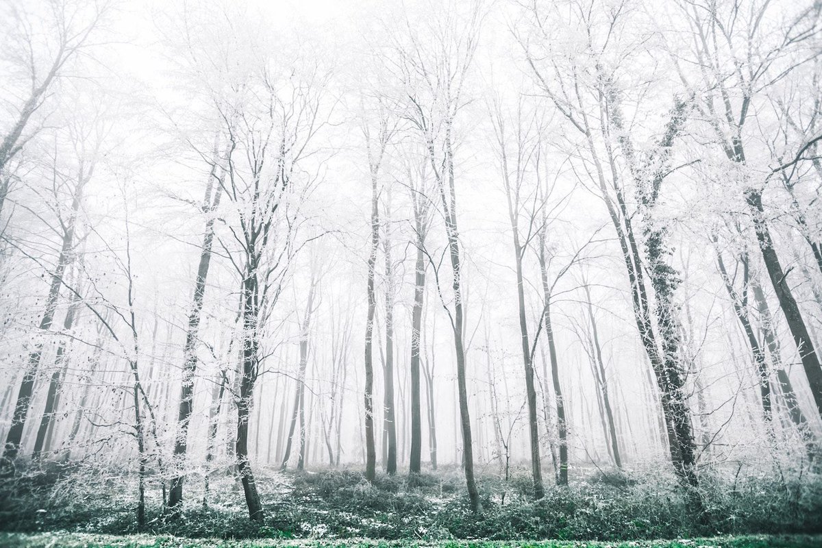HelenScheuerer's tweet photo. 📖 SETTING INSPIRATION 📖 This stunning photo reminds me of the Valley of Twisted Trees in Havennesse... An eerie place that's rich in history and rumour... #oremerechronicles #amwritingfantasy #authorlife #YAFantasy https://t.co/LoqTcHrOJI