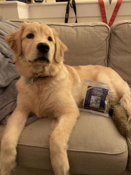 tribunsanatiofc's tweet photo. Daisy loved our scrumptious salmon snacks!

https://t.co/OabbroRjil https://t.co/IS9k3wNMUH