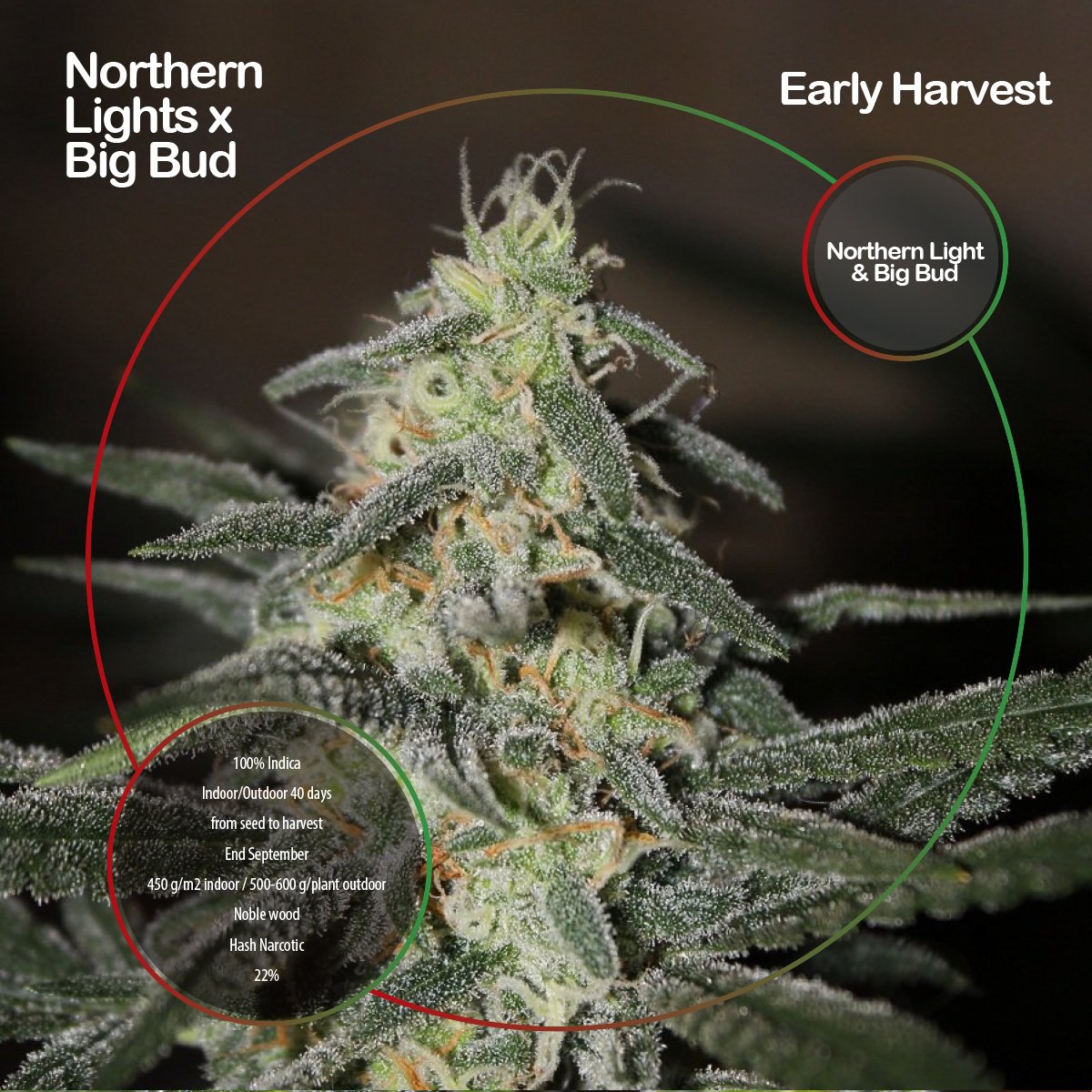 Northern Lights x Big Bud Early Harvest! 🛣🗺#CannabisSeedsAroundTheWorld 💚🌱 #NorthernLightsXBigBud #EarlyHarvest#WorldofSeeds #WoS #CannabisStrains #CannabisSeeds #Seedsbank #cannabisseedsbank #EarlyVersion #Early #indica #indicastrain #cannabisindica #weedporn #weedplant