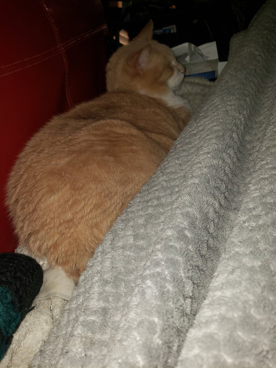 cindthesarkany's tweet photo. #streaming some #callofcthulhu <3 #KingSocks is trying to help https://t.co/5sADvIhveA https://t.co/MAk633YZFT