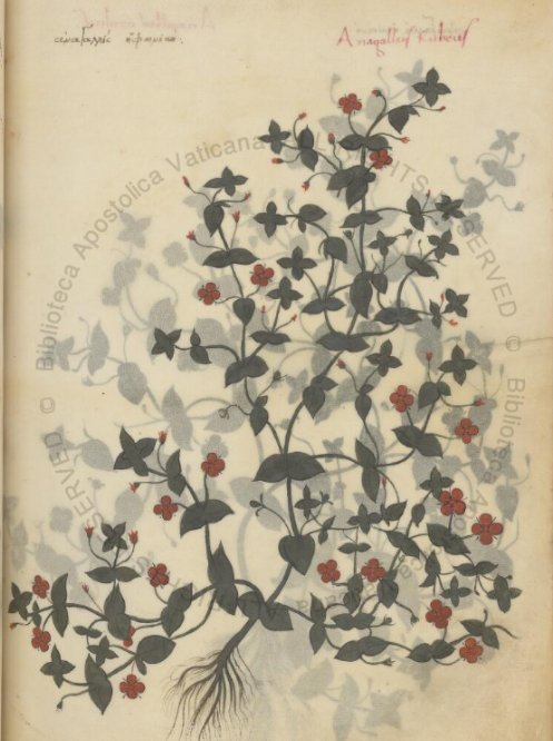 Stunning and realistic pictures with notes in the Pope Alexander VII's 'Greek Latin Dioscurides ' among the #LatestDigitizedManuscripts.

Chig.F.VII.159 (15th cent.): Dictionary of #herbs, #Medicine book 🌱🌿🌷🍒🌳 digi.vatlib.it/mss/detail/235… #botany #plants #minerals #animals