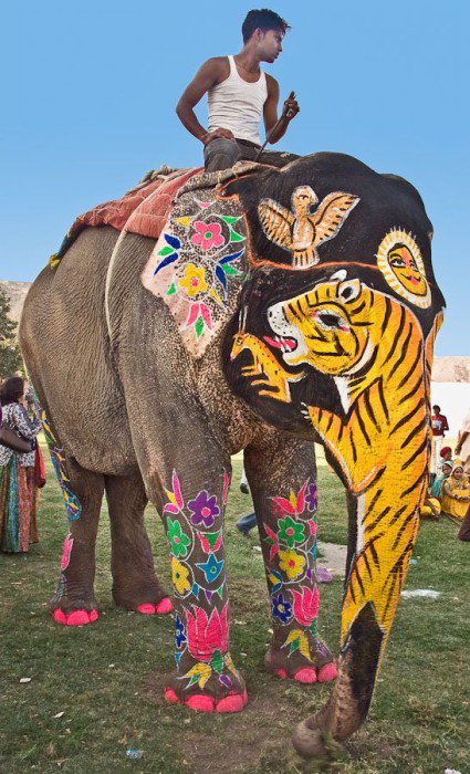 Brilliant Colorful #Elephant #Festival in #India - travel.viralcreek.com/brilliant-colo…