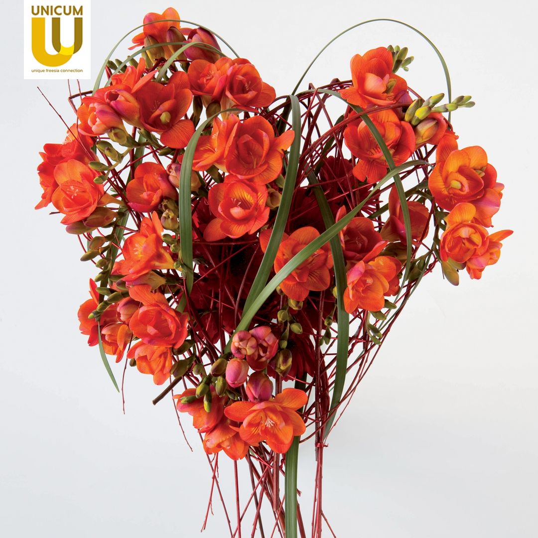 UnicumFreesianl's tweet photo. How about this flower design for your loved one? 😍
It will definitely make a memorable Valentin’s Day! 💏
#valentines #valentinesday #valentijn #redpassion #freesiaredpassion #unicum #unicumfreesia #unicgold #freesia #flowergram #bloemenbureau
Source: @bloemenbureauholland https://t.co/k1aq1KT9hj