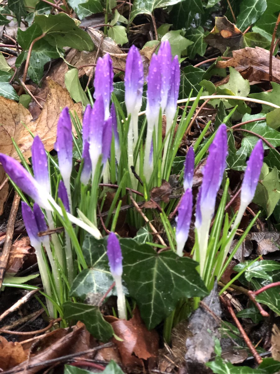 De eerste tekenen van de lente!!! In de regen...dat dan weer wel. Tijdens #pasen nog 1 huisje beschikbaar. villaholland.nl