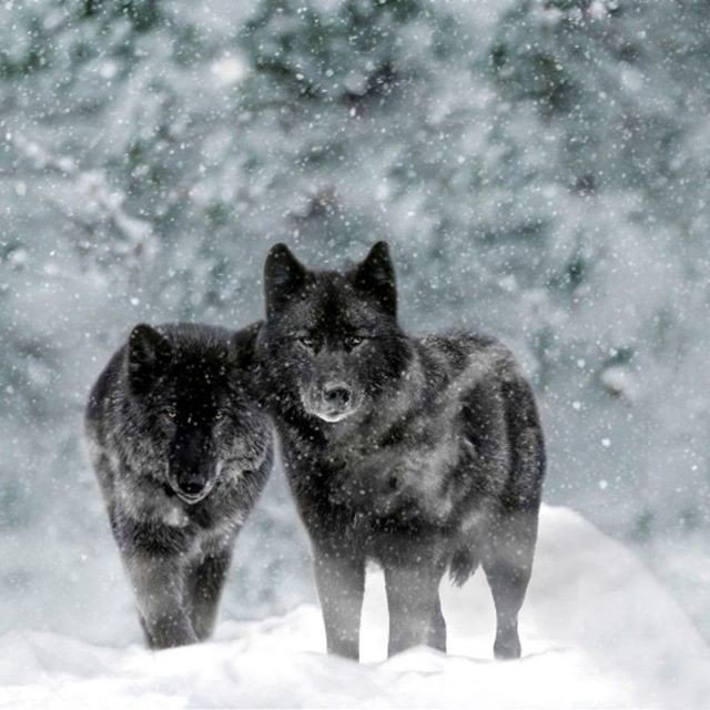 WolfWooded's tweet photo. 🐺 If You ❤️ Wolves, Follow Us!
Photo by: @_wolvesblood_
.
.
.
#nature #wolves #wolf #woodedwolf #wolfstar #wolf🐺 #wolflovers #wolfchildren #wolfman #forest #woods #savethewolves #livewithwolves #worldofwolves #realwolfdog #howlingwolf #wolflover #wolvesme #graywolf #lovewolv… https://t.co/OlMQPtcUkp