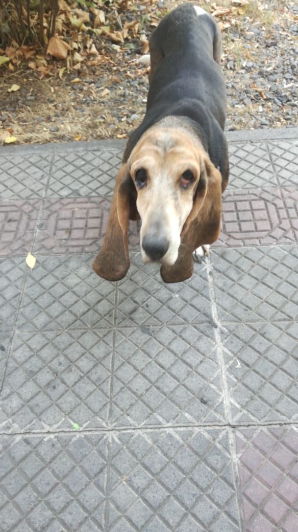 camilocayuqueo's tweet photo. Este perrito lleva varios días en la Calle, por Infante 1414 en Providencia, lamentablemente no tiene identificación por si alguien lo conoce, quizás se escapo. Lo malo es que tiene un tumor colgando y está muy viejito. Si alguien conoce alguna fundación que pueda ayudarlo. 🙏🙏 https://t.co/CwhOBYPu2X