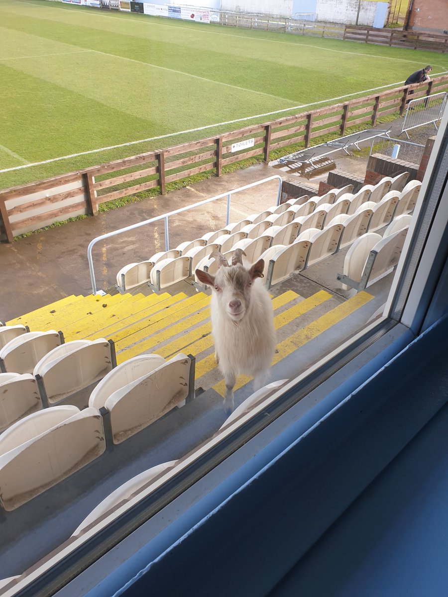Wildlife on the loose at the D Marks Carpets Stadium