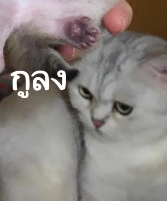 Bonusiie's tweet photo. ขะ ขอโทษ T___T https://t.co/XGuB0GB99y