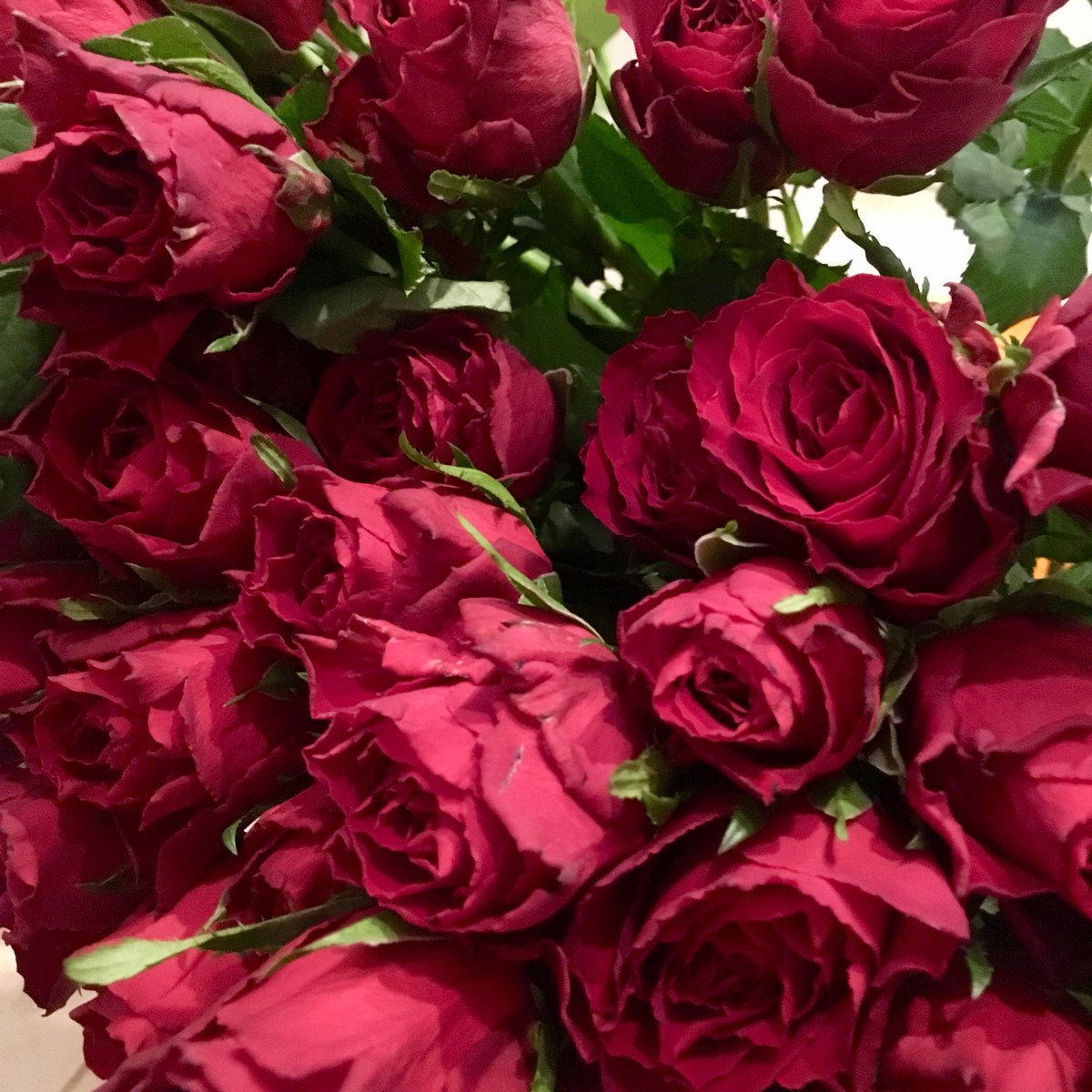 greenroomhants's tweet image. Delivery of gorgeous rich Madam Red roses ready for bunching. Get yours @StanstedFarmShp for #ValentinesDay