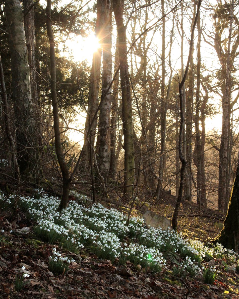 The first snowdrops are blossoming in our woodlands. Will it be as many as last year? 🌱

Make sure to take a walk on the estate to spot these first signs of spring.
#SnowdropFestival