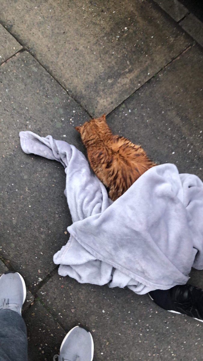FagansFinds's tweet image. Came across this lovely soul early this morning and they’d been severely injured from a hit &amp;amp; run. Got the RSPCA to collect them and just found out the cat is now stable and it’s being reunited with its owners after going missing for ONE year ❤️🐱