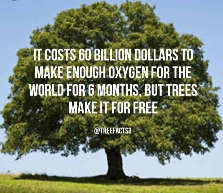 TreeFacts3's tweet image. 
