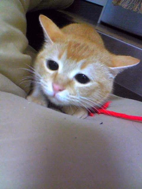 愛猫の可愛いところ選手権 Twitter Search Twitter