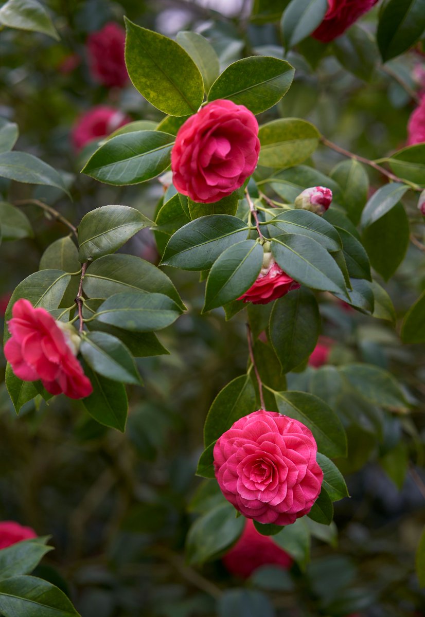 William R. Coe was a passionate collector and grower of rare camellias. We are hosting the Camellia Festival at Planting Fields on Sunday, 2/17, 11am-4pm! Visit plantingfields.org