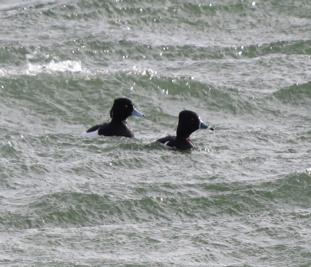rotaryppphil's tweet photo. Pitsford Ring-Necked Duck &amp; Tufted chum😊, resident garden Coal Tit, and pair of Goosander at Brandon.  Focus seems to be improving slowly! @NaturalEngland @NatureUK @Britnatureguide https://t.co/LbuHwgUFD7