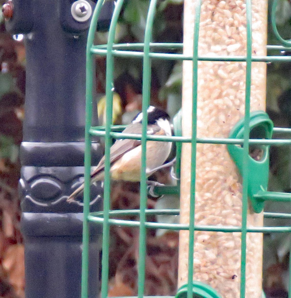 rotaryppphil's tweet photo. Pitsford Ring-Necked Duck &amp; Tufted chum😊, resident garden Coal Tit, and pair of Goosander at Brandon.  Focus seems to be improving slowly! @NaturalEngland @NatureUK @Britnatureguide https://t.co/LbuHwgUFD7