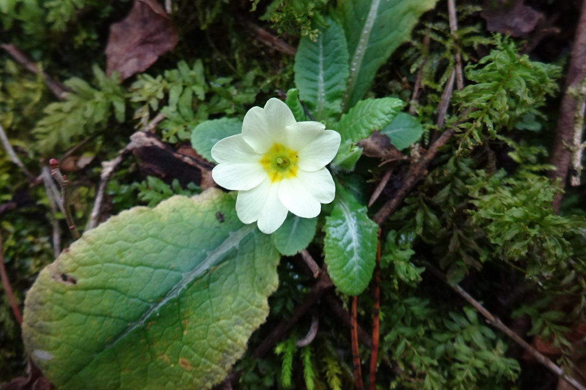 NatusferaCitSci's tweet photo. 🌼 La #PrimulaAcaulis és una #planta que floreix molt d'hora. Tant, que és de les primeres que ho fa a #Europa! És #LObservacióDeDia.
📷@ressotaelspeus 📌#LesLloses, #Ripollès
👉https://t.co/PZqGX0bZ6a https://t.co/2AbmVUoDrh