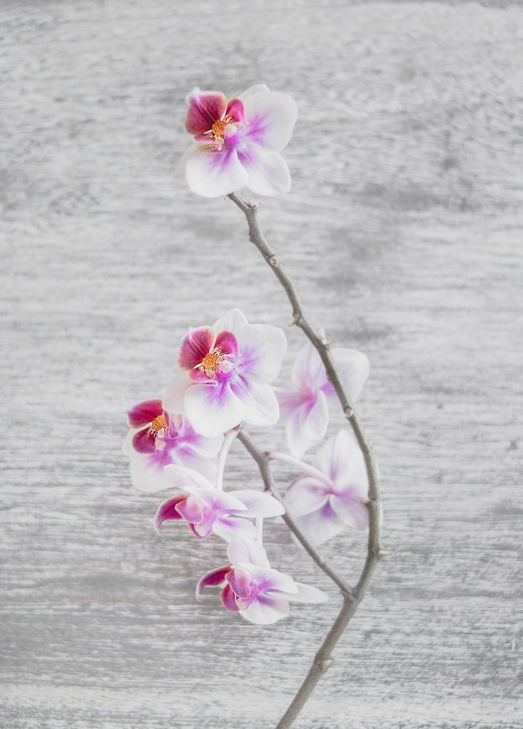🌻🌹🌷🌸🌼🌿Happy Flower Friday! This week is the turn of the orchid - regarded as one of the largest flower plant families, these blooms can grow upwards of 2 foot tall! Comment below to let us know your favourite floral this week! #FlowerFriday #Orchid #FlowersofInstagram