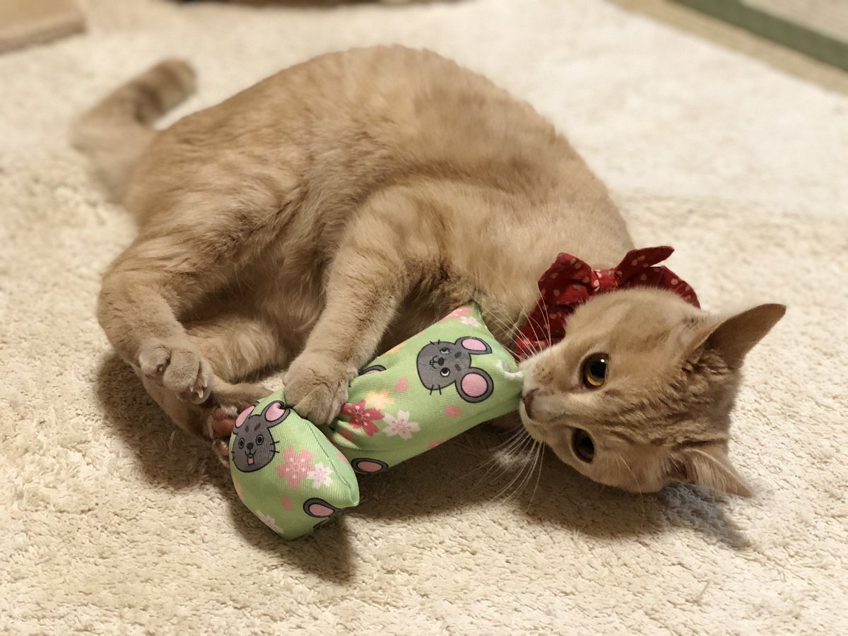 春色のケリチュー届きました🌸
ずっと、るかちゃんが遊んで
ケリケリせず、舐めて噛みまってベタベタ(^-^;💦   
美味しかったらしい(ᵒ͈̑ڡᵒ͈̑ )

#ぼんちゃん工房
 #ケリチュー